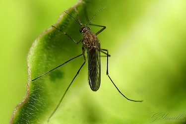 A mosquito resting on a leaf