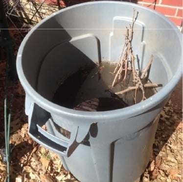 Trash Can Water Mosquito Breeding